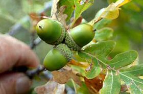 Gambel Oak Acorns