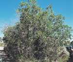 Gambel Oak