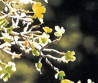 Gooseberry Leaves
