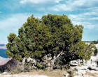 Utah Juniper