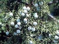 Utah Juniper Berries