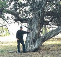 Big Utah Juniper