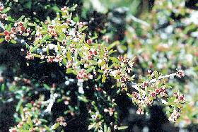 Mountain Mahogany Buds