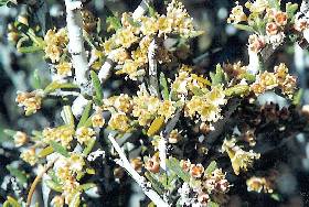 Mountain Mahogany Flowers