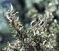 Mountain Mahogany Plumes