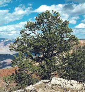 Pinyon Pine