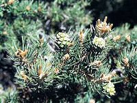 Immature Pinyon Pine Cones