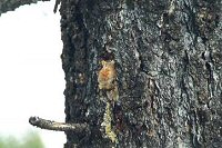 Pinyon Pine Sap