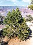 Pinyon Pine