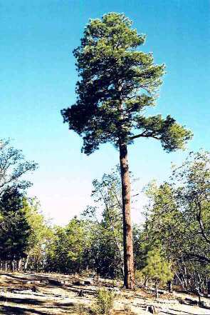 Ponderosa Pine