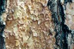 Ponderosa Bark