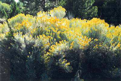 Rabbitbrush