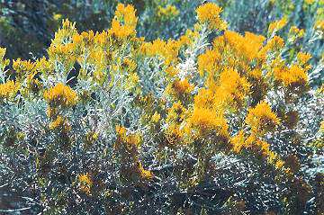 Rabbitbrush