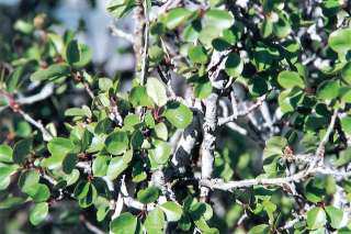 Utah Serviceberry