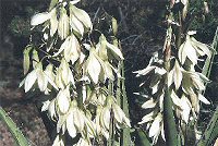 Yucca Flowers