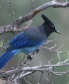 Grand Canyon Birds