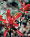 Spring and Summer Wildflowers of Grand Canyon