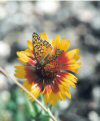 Summer and Fall Wildflowers of Grand Canyon