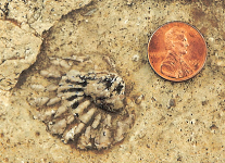 A fossil near the rim, Meekella.
