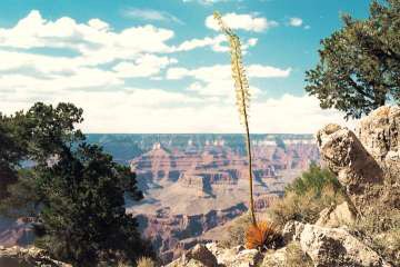 Grand Canyon Agave